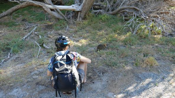 Rottnest Island Westaustralien Inseln Australien Quokka Fahrrad helm