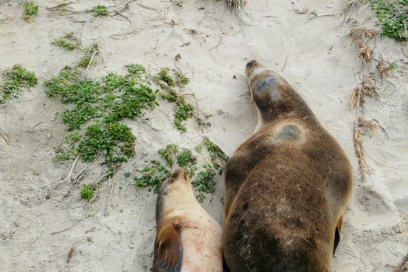 Südaustralien Inseln Kangaroo Island Seelöwen Strand