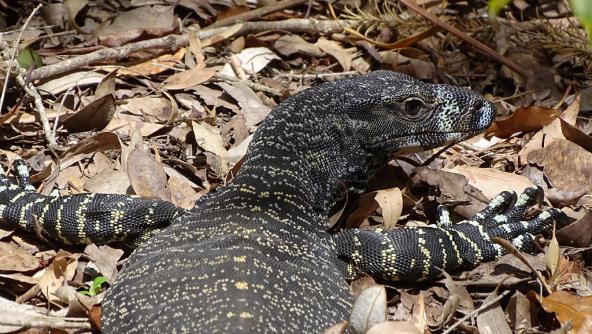 Goanna Mallacoota Croajingolong Nationalpark Australien New South Wales