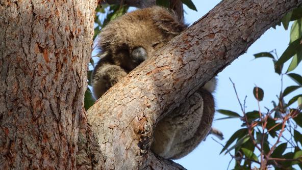 Koala im Baum Victoria Australien