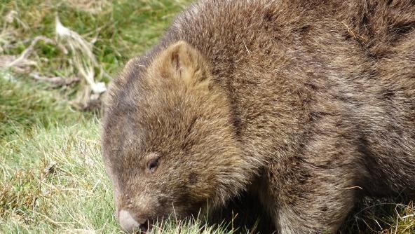 Cradle Mountain Nationalpark Tasmanien Australien entdecken Wombat