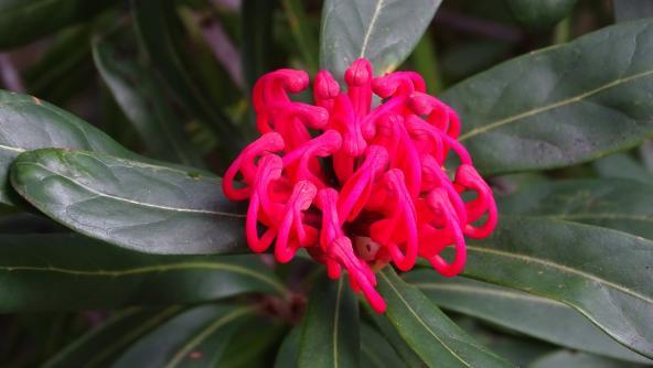 Lake St. Clair Waratah Blüte Tasmanien Australien entdecken