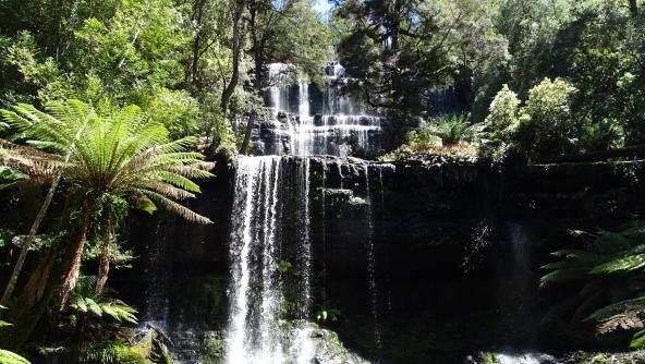 Mount Field Nationalpark Tasmanien Baumfarn Wasserfall Australien