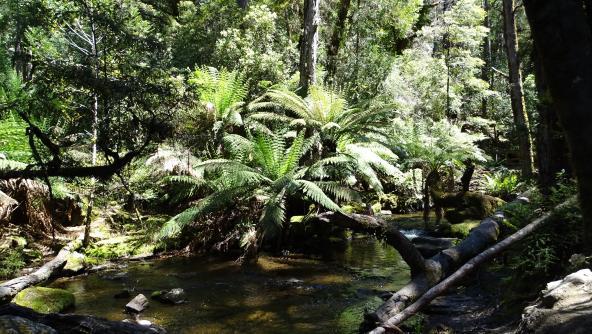 Mount Field Nationalpark Tasmanien Baumfarn Wald