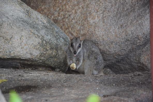 Rock Wallaby Magnetic Island