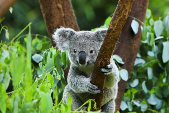 Koala Australien