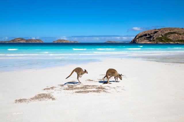 Australien Visum Einreise Informationen Down Under Kängurus Strand