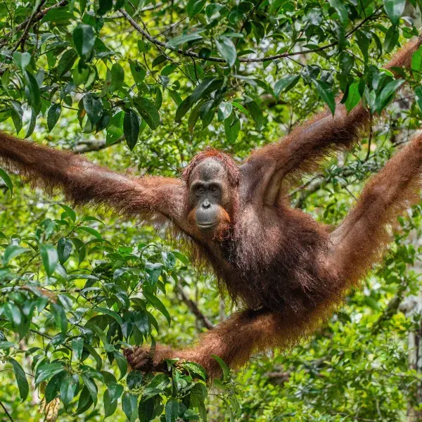 Indonesien Orang Utan Regenwald Reisen Asien